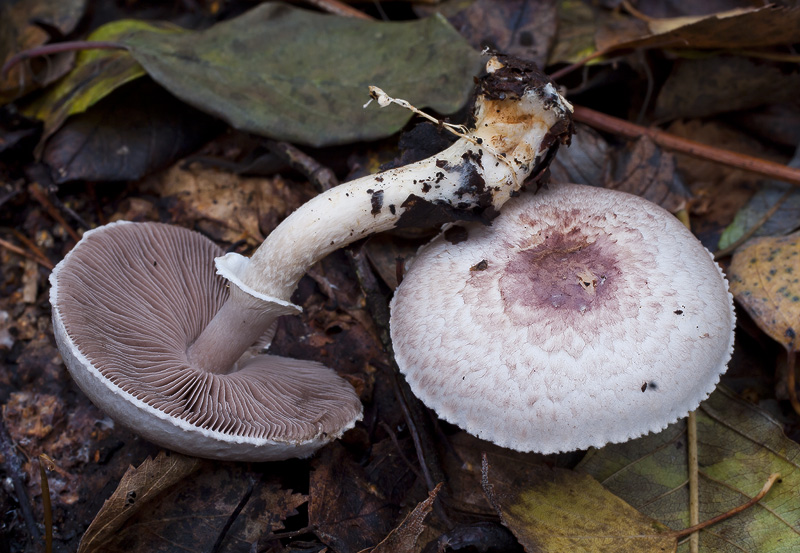 Agaricus porphyrizon